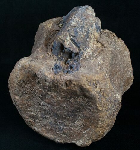 Large, Heavy Edmontosaurus Caudal Vertebrae #8368